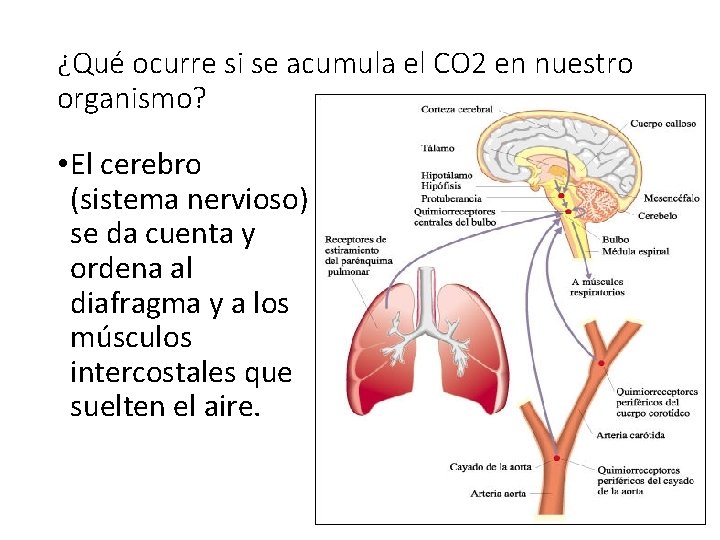 ¿Qué ocurre si se acumula el CO 2 en nuestro organismo? • El cerebro