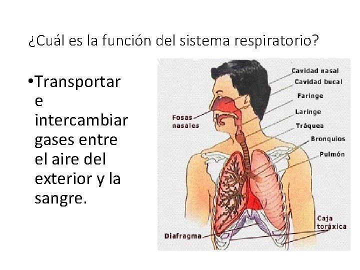 ¿Cuál es la función del sistema respiratorio? • Transportar e intercambiar gases entre el