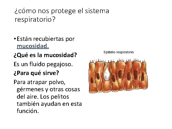 ¿cómo nos protege el sistema respiratorio? • Están recubiertas por mucosidad. ¿Qué es la