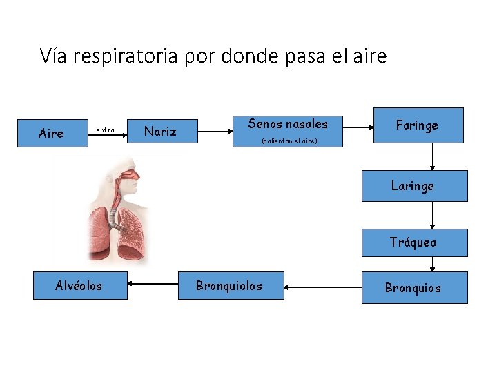 Vía respiratoria por donde pasa el aire Aire entra Nariz Senos nasales Faringe (calientan