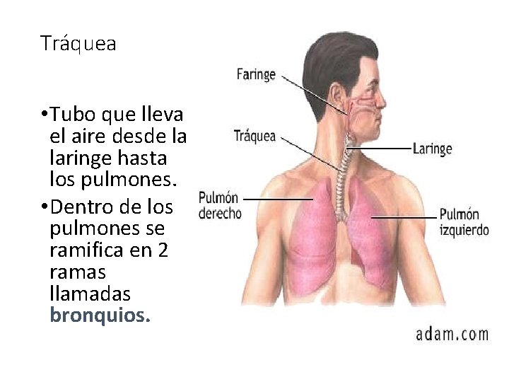 Tráquea • Tubo que lleva el aire desde la laringe hasta los pulmones. •