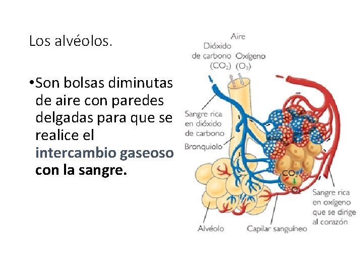 Los alvéolos. • Son bolsas diminutas de aire con paredes delgadas para que se