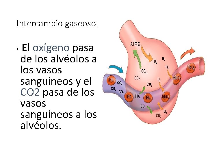 Intercambio gaseoso. • El oxígeno pasa de los alvéolos a los vasos sanguíneos y