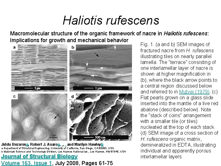 Haliotis rufescens Macromolecular structure of the organic framework of nacre in Haliotis rufescens: Implications