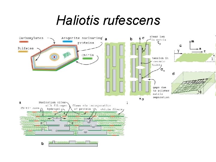 Haliotis rufescens 