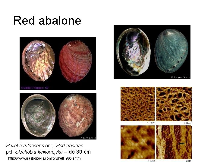 Red abalone Haliotis rufescens ang. Red abalone pol. Słuchotka kalifornijska – do 30 cm