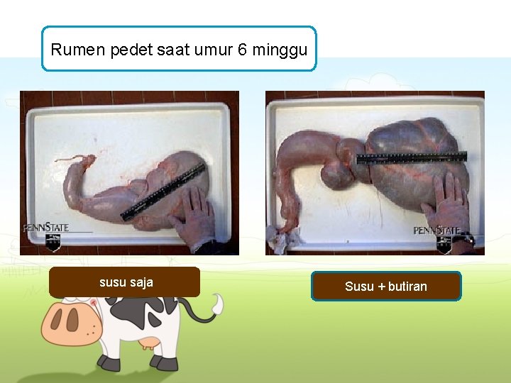 Rumen pedet saat umur 6 minggu susu saja Susu + butiran 