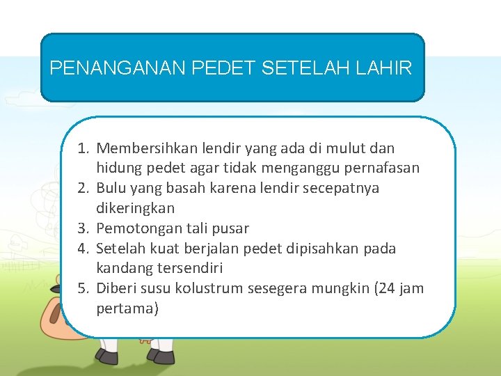 PENANGANAN PEDET SETELAH LAHIR 1. Membersihkan lendir yang ada di mulut dan hidung pedet