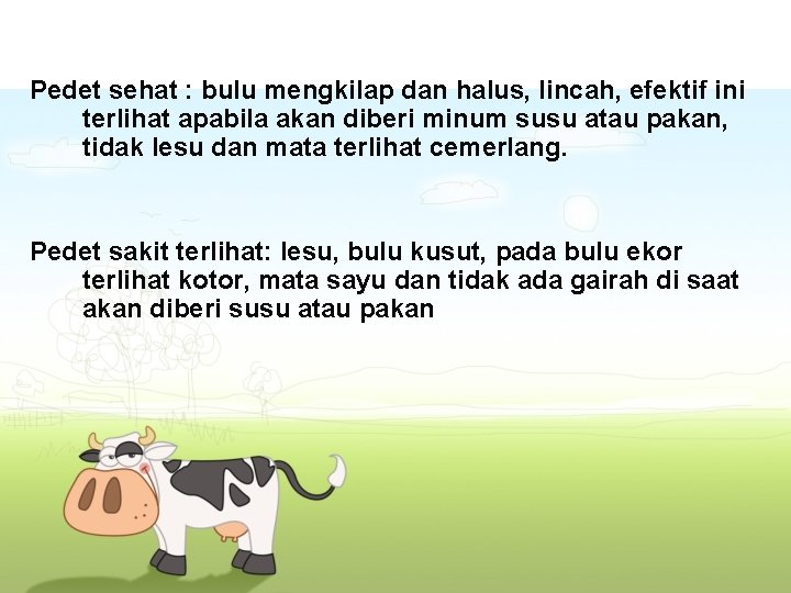 Pedet sehat : bulu mengkilap dan halus, lincah, efektif ini terlihat apabila akan diberi