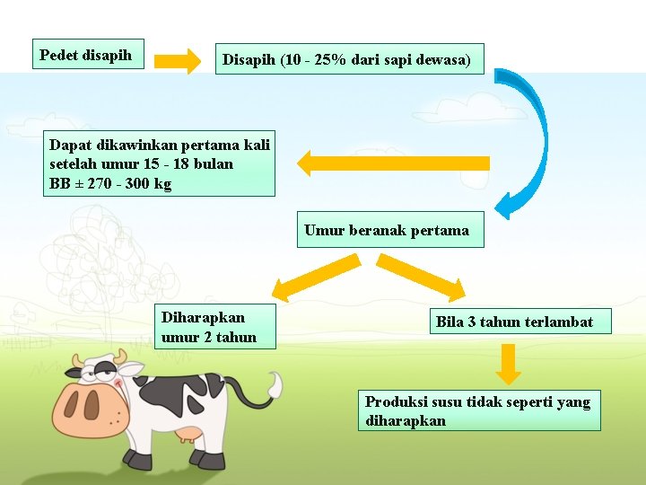 Pedet disapih Disapih (10 - 25% dari sapi dewasa) Dapat dikawinkan pertama kali setelah