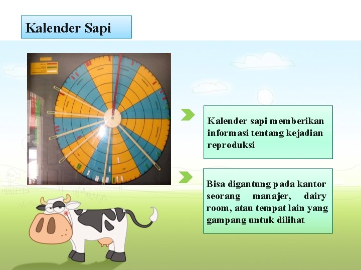 Kalender Sapi Kalender sapi memberikan informasi tentang kejadian reproduksi Bisa digantung pada kantor seorang