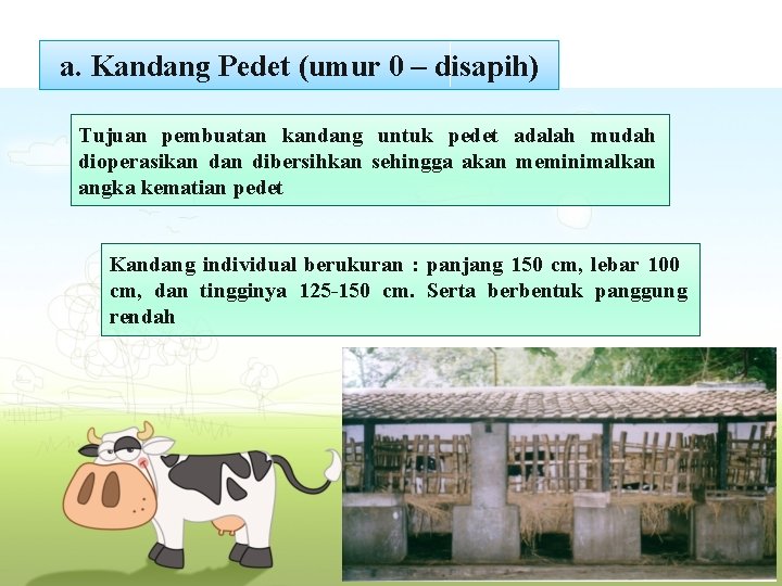 a. Kandang Pedet (umur 0 – disapih) Tujuan pembuatan kandang untuk pedet adalah mudah