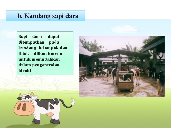 b. Kandang sapi dara Sapi dara dapat ditempatkan pada kandang kelompok dan tidak diikat,