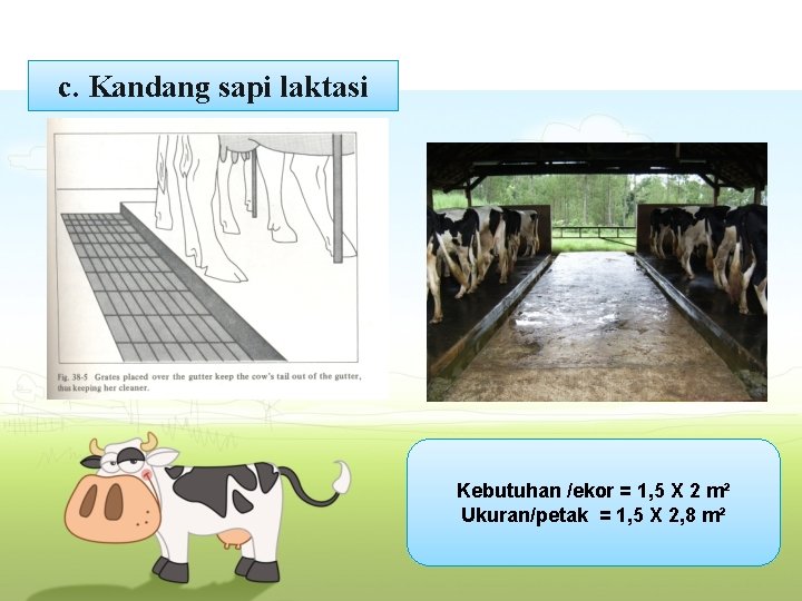 c. Kandang sapi laktasi Kebutuhan /ekor = 1, 5 X 2 m² Ukuran/petak =