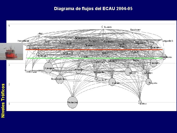 Niveles Tróficos Diagrama de flujos del ECAU 2004 -05 