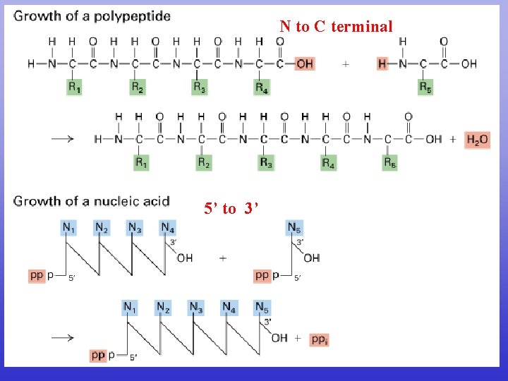 N To C Terminal 5 To 3 Cds
