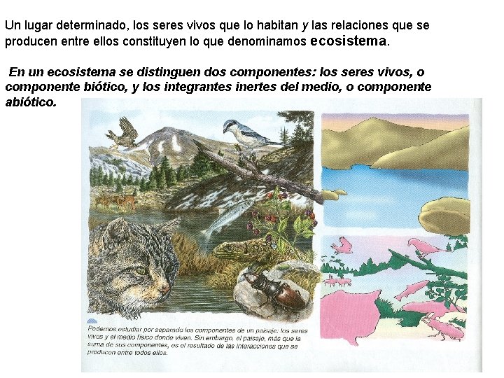 Un lugar determinado, los seres vivos que lo habitan y las relaciones que se