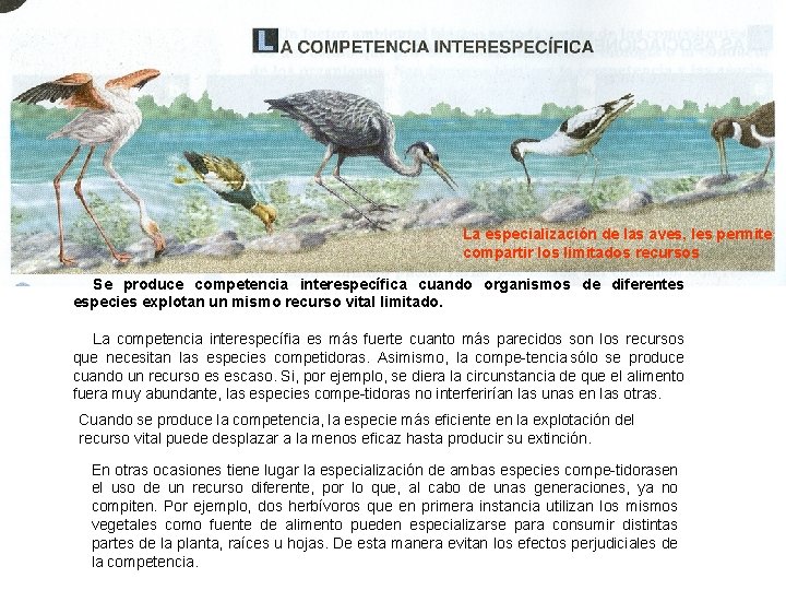 La especialización de las aves, les permite compartir los limitados recursos Se produce competencia