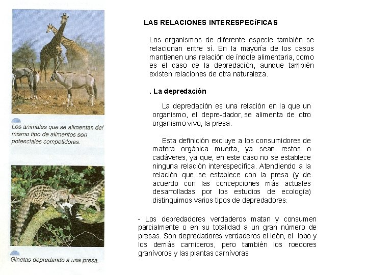 LAS RELACIONES INTERESPECíFICAS Los organismos de diferente especie también se relacionan entre sí. En