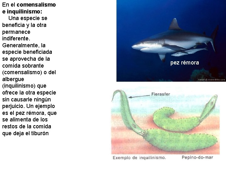 En el comensalismo e inquilinismo: Una especie se beneficia y la otra permanece indiferente.