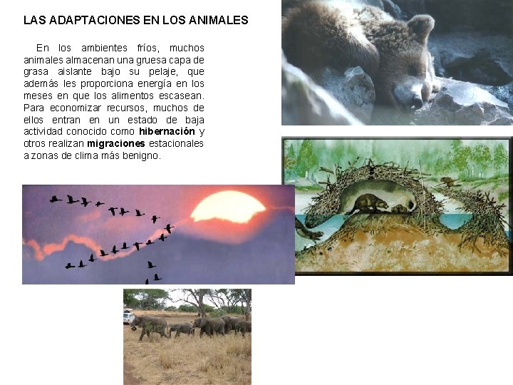 LAS ADAPTACIONES EN LOS ANIMALES En los ambientes fríos, muchos animales almacenan una gruesa