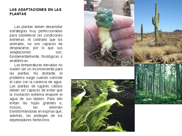 LAS ADAPTACIONES EN LAS PLANTAS Las plantas deben desarrollar estrategias muy perfeccionadas para sobrellevar