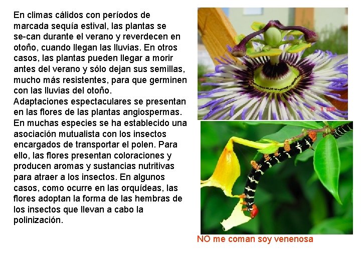 En climas cálidos con períodos de marcada sequía estival, las plantas se se can