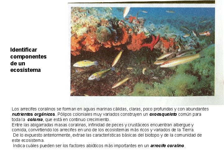 Identificar componentes de un ecosistema Los arrecifes coralinos se forman en aguas marinas cálidas,