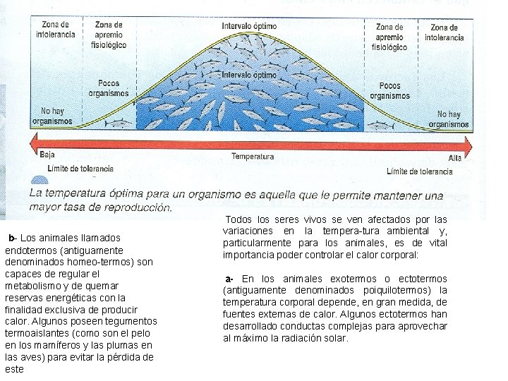 b Los animales llamados endotermos (antiguamente denominados homeo termos) son capaces de regular el