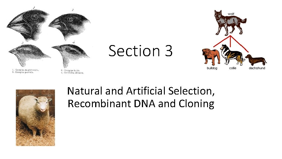 Section 3 Natural and Artificial Selection, Recombinant DNA and Cloning 