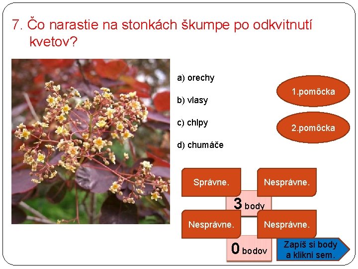 7. Čo narastie na stonkách škumpe po odkvitnutí kvetov? a) orechy 1. pomôcka b)