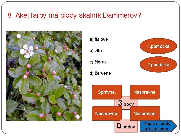 8. Akej farby má plody skalník Dammerov? a) fialové 1. pomôcka b) žlté c)