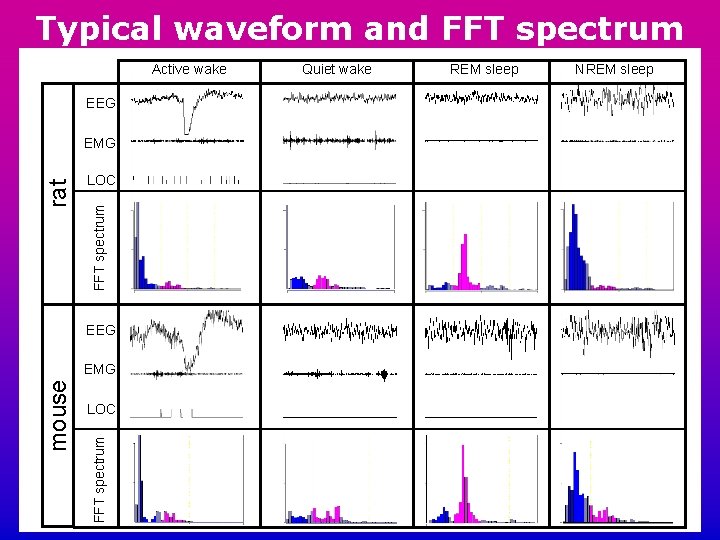 Typical waveform and FFT spectrum Active wake EEG LOC FFT spectrum rat EMG EEG