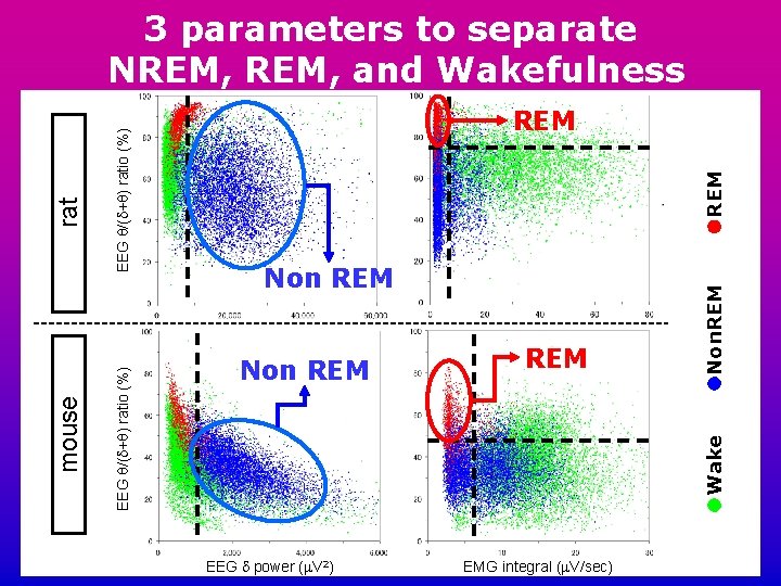 Non REM REM Non. REM REM Wake EEG q/(d+q) ratio (%) mouse rat 3