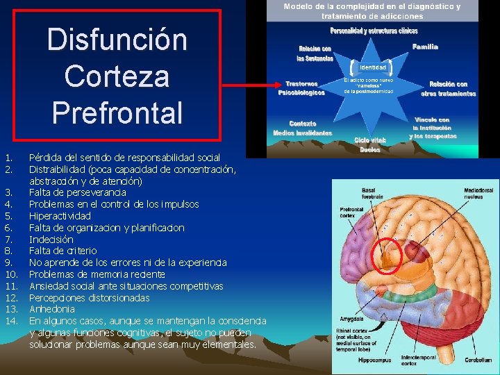 Disfunción Corteza Prefrontal 1. 2. 3. 4. 5. 6. 7. 8. 9. 10. 11.