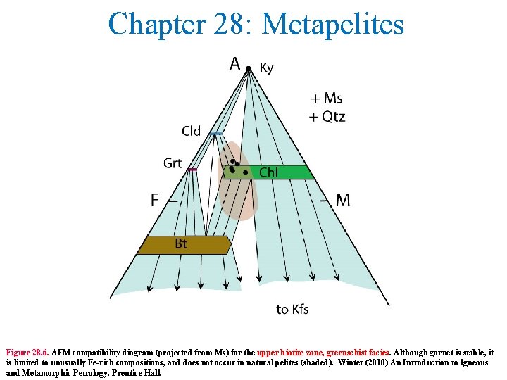 Chapter 28: Metapelites Figure 28. 6. AFM compatibility diagram (projected from Ms) for the