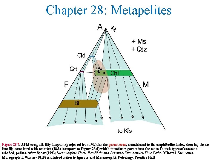Chapter 28: Metapelites Figure 28. 7. AFM compatibility diagram (projected from Ms) for the