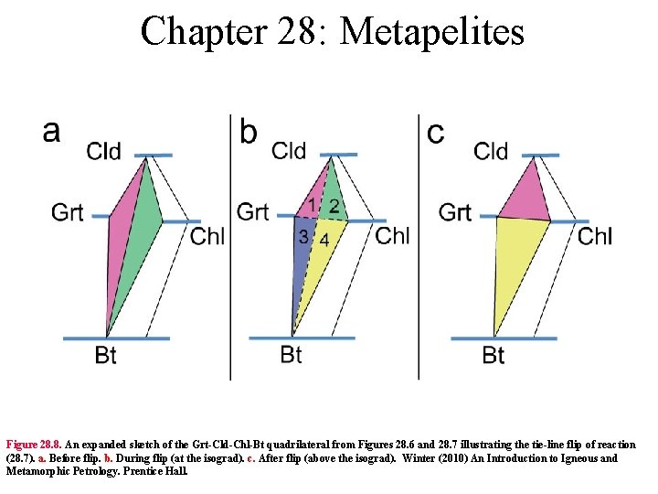 Chapter 28: Metapelites Figure 28. 8. An expanded sketch of the Grt-Cld-Chl-Bt quadrilateral from
