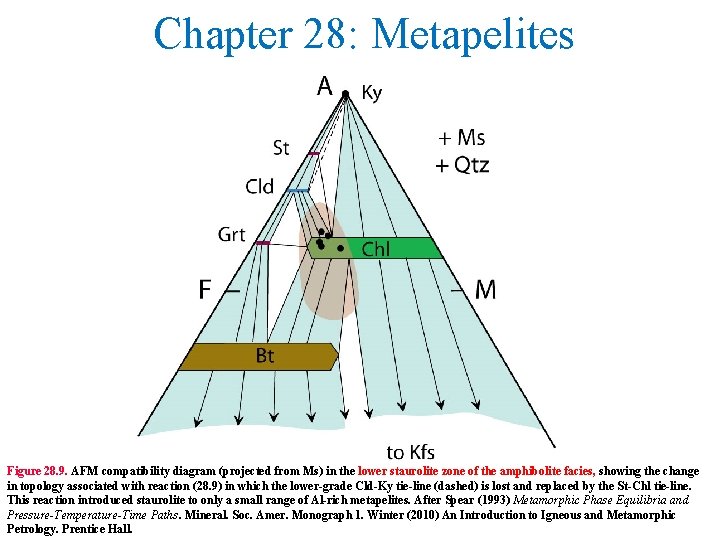 Chapter 28: Metapelites Figure 28. 9. AFM compatibility diagram (projected from Ms) in the