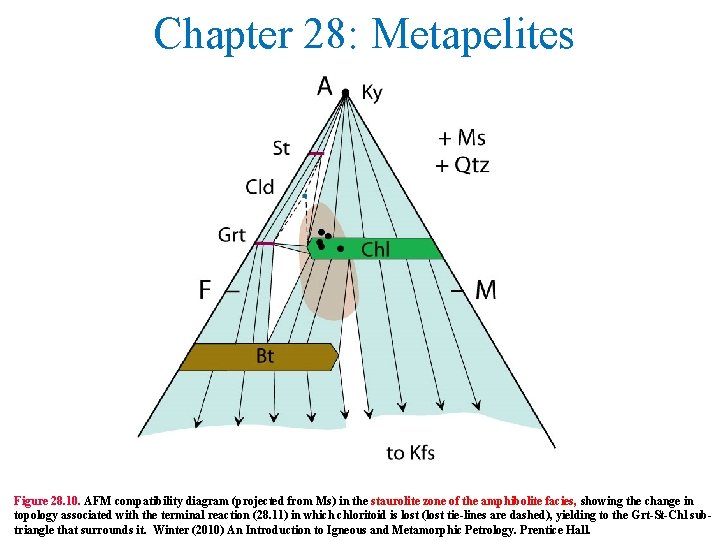 Chapter 28: Metapelites Figure 28. 10. AFM compatibility diagram (projected from Ms) in the