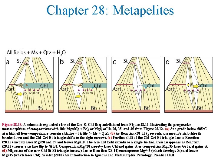 Chapter 28: Metapelites Figure 28. 13. A schematic expanded view of the Grt-St-Chl-Bt quadrilateral