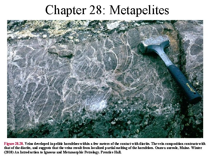 Chapter 28: Metapelites Figure 28. 20. Veins developed in pelitic hornfelses within a few
