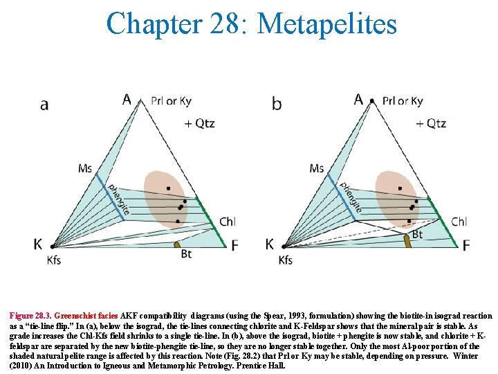 Chapter 28: Metapelites Figure 28. 3. Greenschist facies AKF compatibility diagrams (using the Spear,