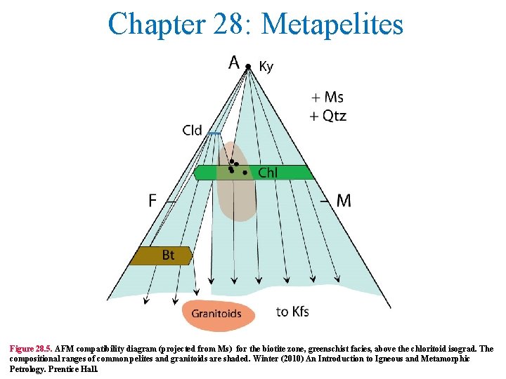 Chapter 28: Metapelites Figure 28. 5. AFM compatibility diagram (projected from Ms) for the