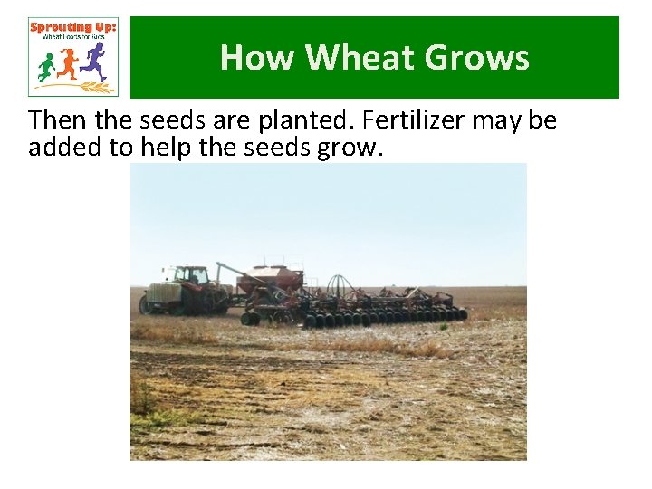 How Wheat Grows Then the seeds are planted. Fertilizer may be added to help