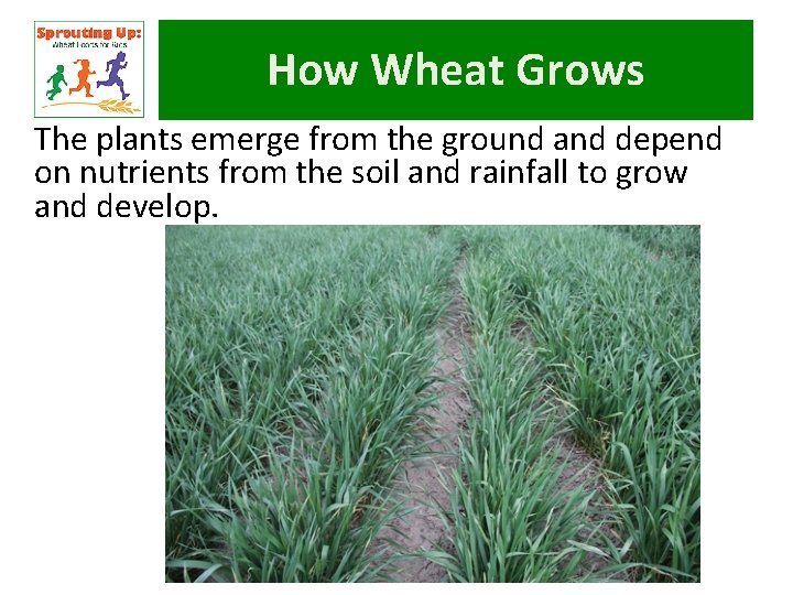 How Wheat Grows The plants emerge from the ground and depend on nutrients from