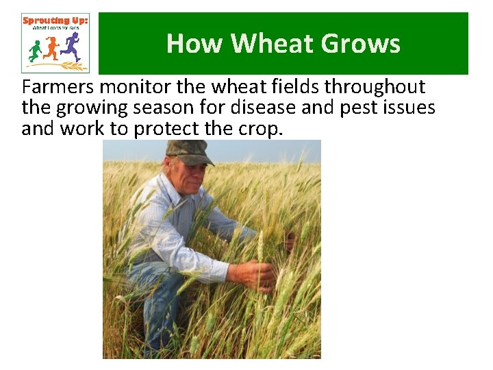 How Wheat Grows Farmers monitor the wheat fields throughout the growing season for disease