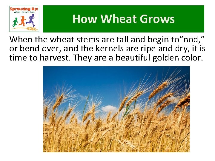 How Wheat Grows When the wheat stems are tall and begin to“nod, ” or