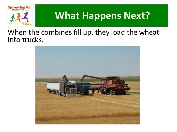 What Happens Next? When the combines fill up, they load the wheat into trucks.