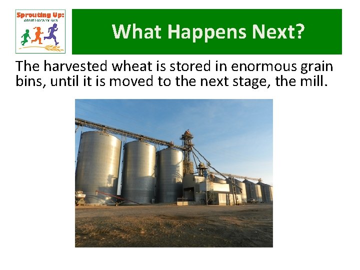 What Happens Next? The harvested wheat is stored in enormous grain bins, until it